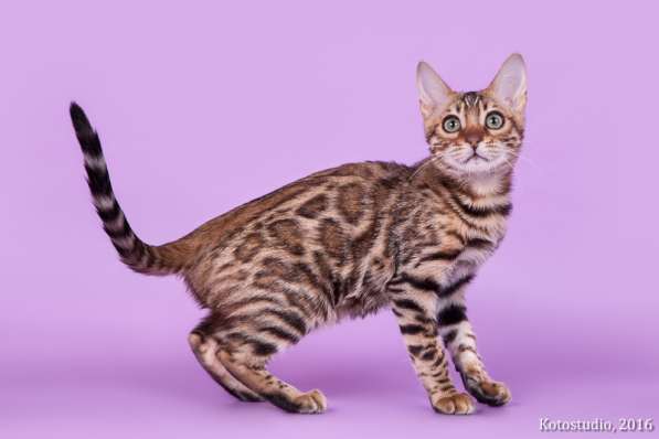 Бенгальский котенок, кошечка-шикарный домашний любимец