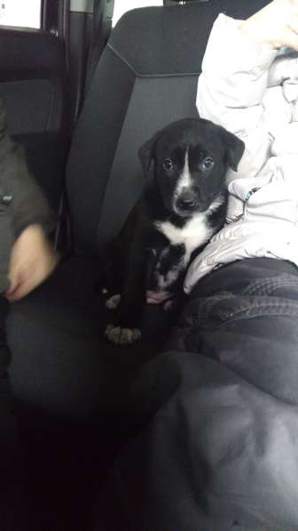 Щенки Алабая в Москве фото 8