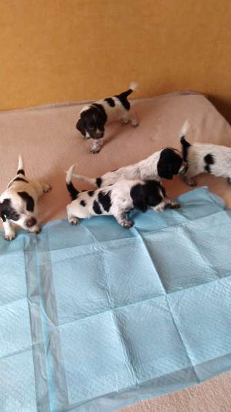 Щенки кокер спаниеля в Краснодаре фото 6