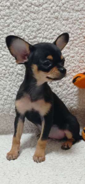 Чихуахуа. Black tan в 