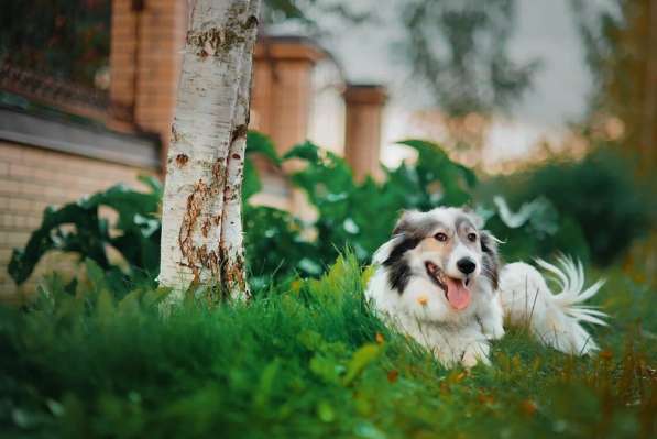 Маленькая пушистая и очень ласковая собачка в Санкт-Петербурге фото 8
