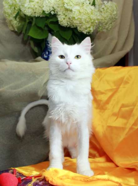 Кот в добрые руки. Пушистый Амур в Калуге фото 11