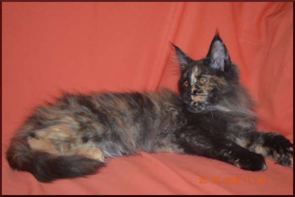 Роскошный черный котик мейн-кун из питомника в Астрахани фото 89