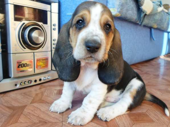 Щенки Бассет-хаунд в Армавире фото 43