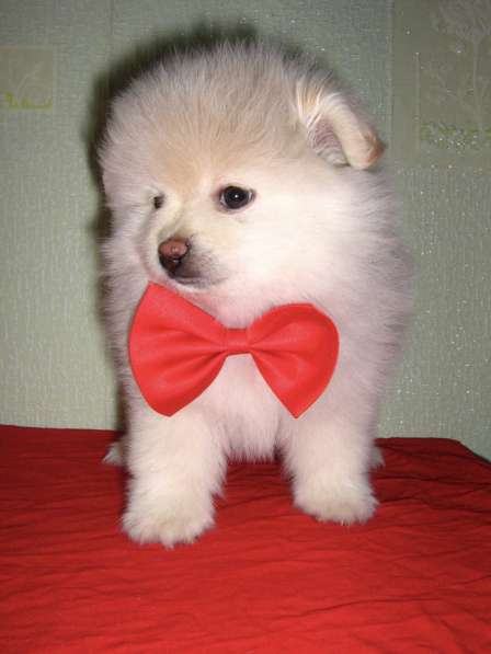 Лисята в Ростове-на-Дону фото 24