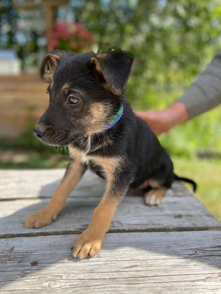 Щенки мальчики и девочки в добрые руки в Москве фото 9