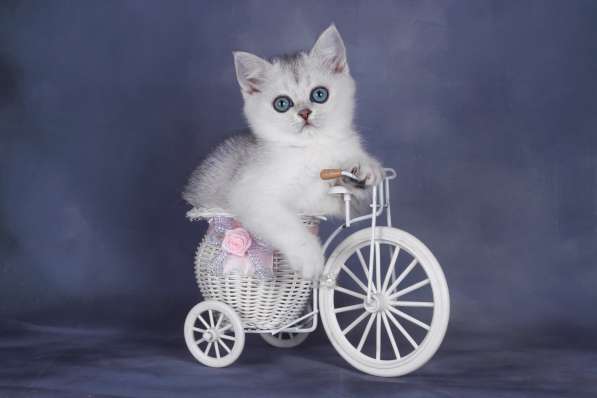 Британские шиншиллы в Санкт-Петербурге фото 5