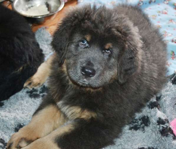 Тибетский мастиф - лучший страж на территории в Москве фото 57