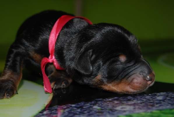 Dobermans в Москве фото 9