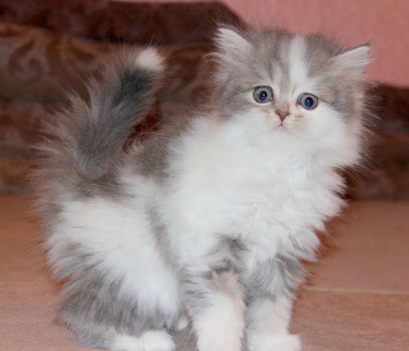 Шотландский котёнок Марсель) в Екатеринбурге фото 12