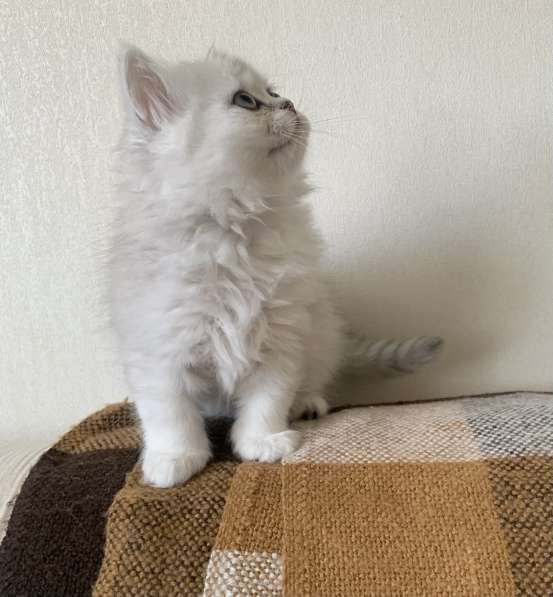 Persian Silver Chinchilla в Москве фото 3