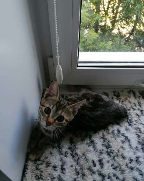 Курильчата в Саранске фото 22