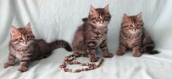 Сибирские котята в Петропавловск-Камчатском фото 7