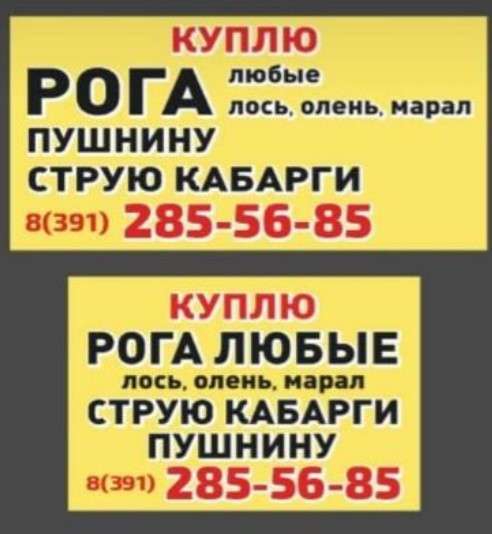 Куплю Рога (Марала, Лося, Оленя) Пушнину (соболь, белка) в Красноярске фото 3