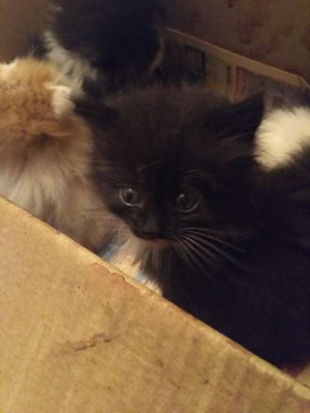 Котята в добрые руки в фото 5