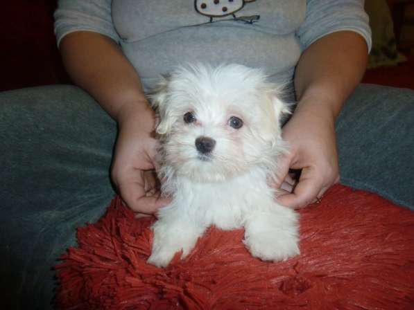 Элитные собачки в Балаково фото 19