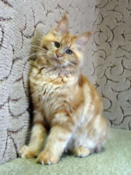 Апельсинки к Новому Году в Рязани фото 95