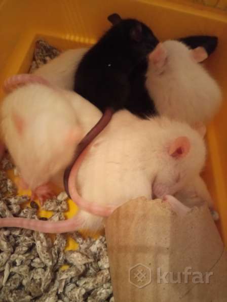 Крысята в фото 3