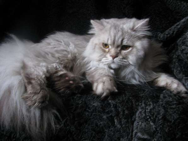 Британская длинношерстная кошка Питомник британских кошек s в фото 4