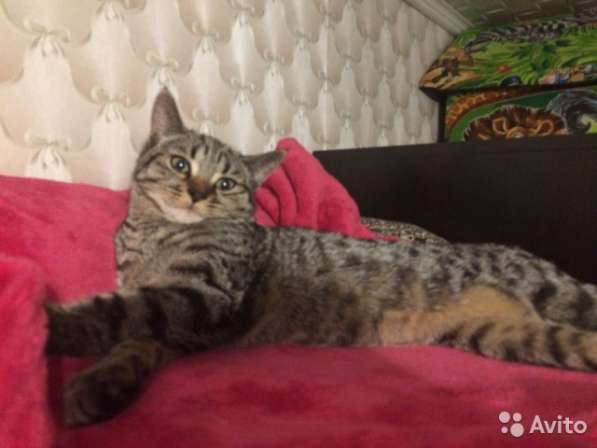 Кот Маркиз в Москве