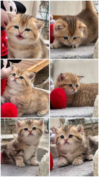 Продаётся котёнок британец!