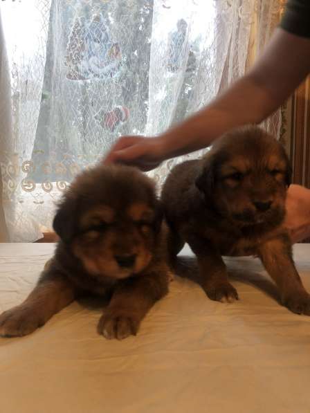 Продаются щенки Тибетского Мастифа в Кашире фото 6
