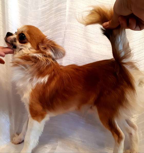 Продажа чихуа дл. ш