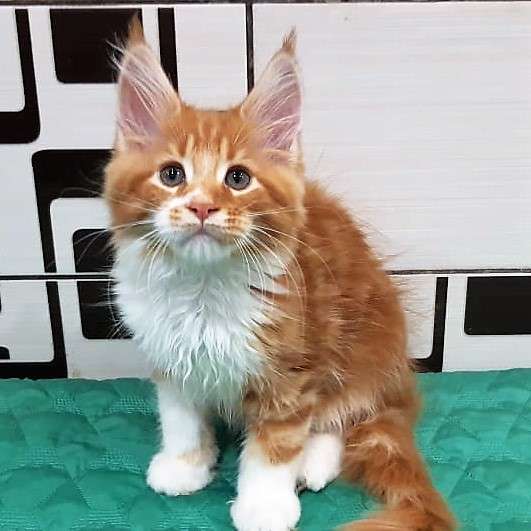 Котята породы мейн-кун из питомника Arktur в Екатеринбурге фото 7