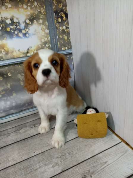 Кавалер Кинг Чарльз спаниель в фото 11