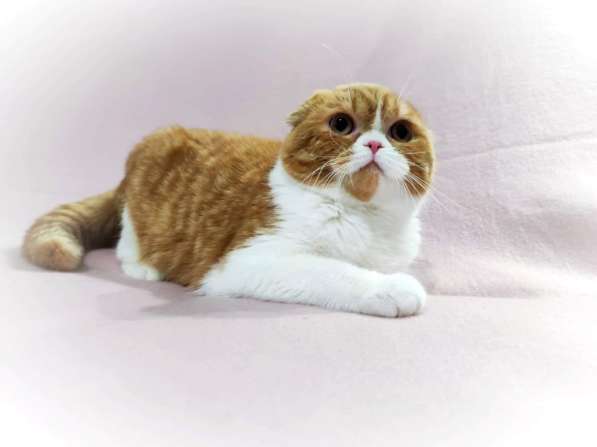 Шотландская кошка брид-класса в фото 4