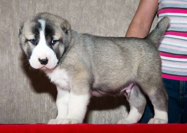 Девочка алабай от Грандчемпионов в Новосибирске фото 12