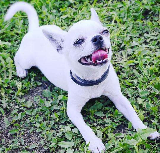 Эксклюзивный белый Чихуахуа в Краснодаре