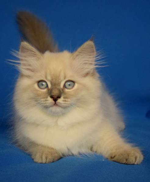 Голубоглазые сибиряки для Вас в Москве фото 16