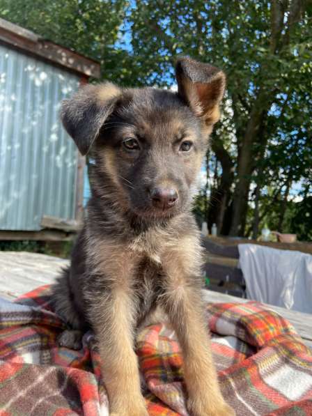 Щенки мальчики и девочки в добрые руки в Москве фото 7