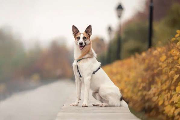 Тунис в поисках любящей семьи в Москве фото 36