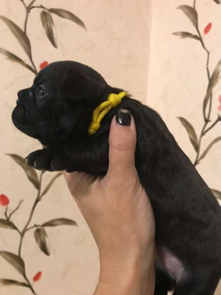 Французский бульдог в Нерехте фото 13