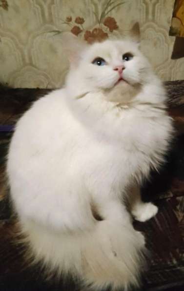 Котенок в добрые руки. Голубоглазая Снежка в Пензе фото 8