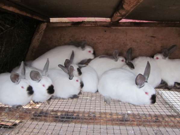Продаю кроликов в Воскресенске