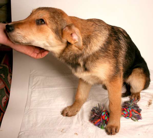 3 щенка метиса в добрые руки в Москве фото 6