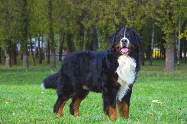 Щенки бернского зенненхунда из питомника в Москве фото 3