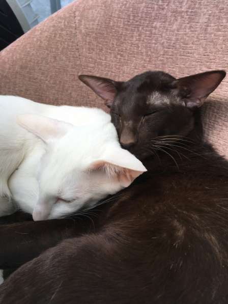 Ориентальные котята в Санкт-Петербурге фото 4