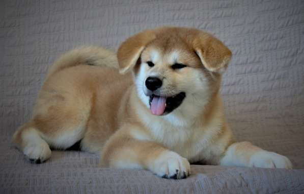 Щенки Акита-ину в Москве фото 11