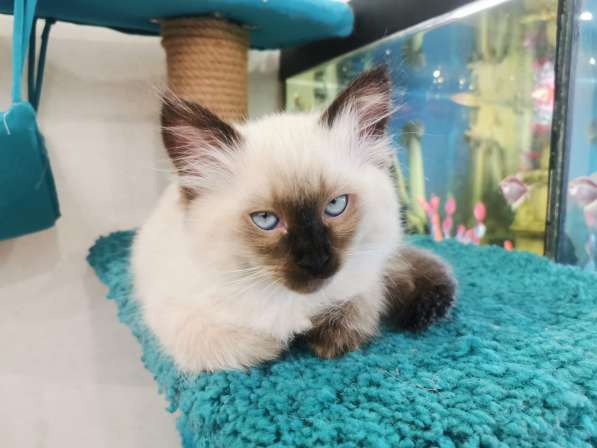 Котята рэгдолл в Санкт-Петербурге фото 6