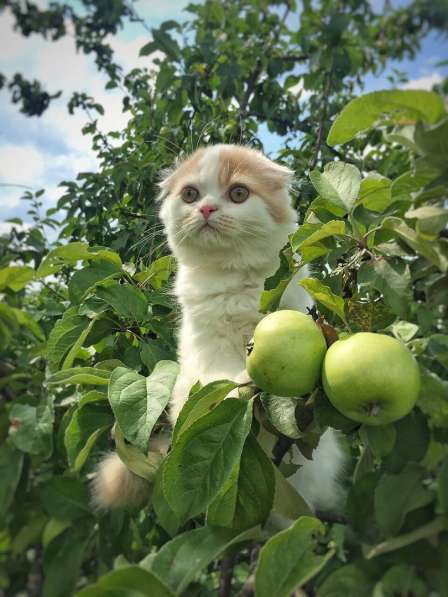 Шотландские котятки в Владимире фото 7