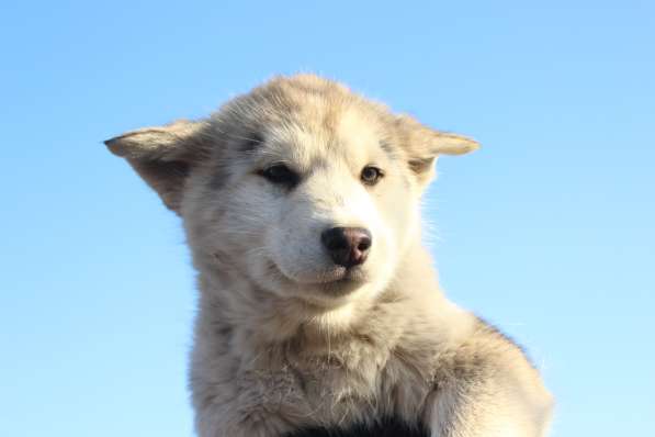 Щенки аляскинского маламута в Москве