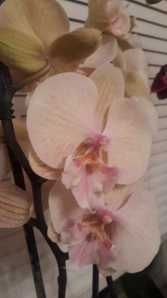 Орхидея в Самаре фото 11