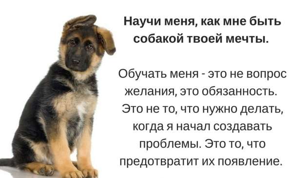 Дрессировка различных пород собак Зеленорад в Москве фото 11