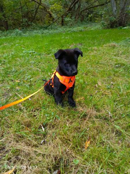 Маленький хорошенький щенок