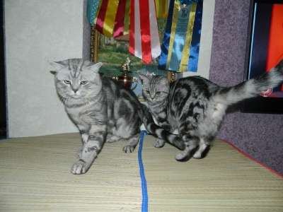 Британские шикарные котята в Ульяновске
