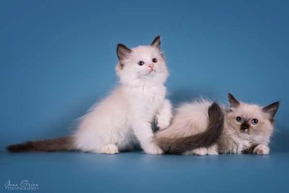 Ragdoll в 